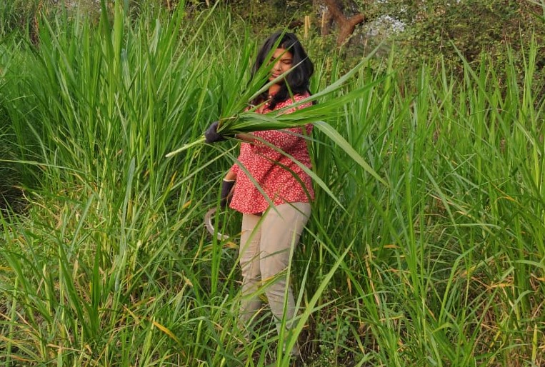 Students Harvesting Of Fodder Crop